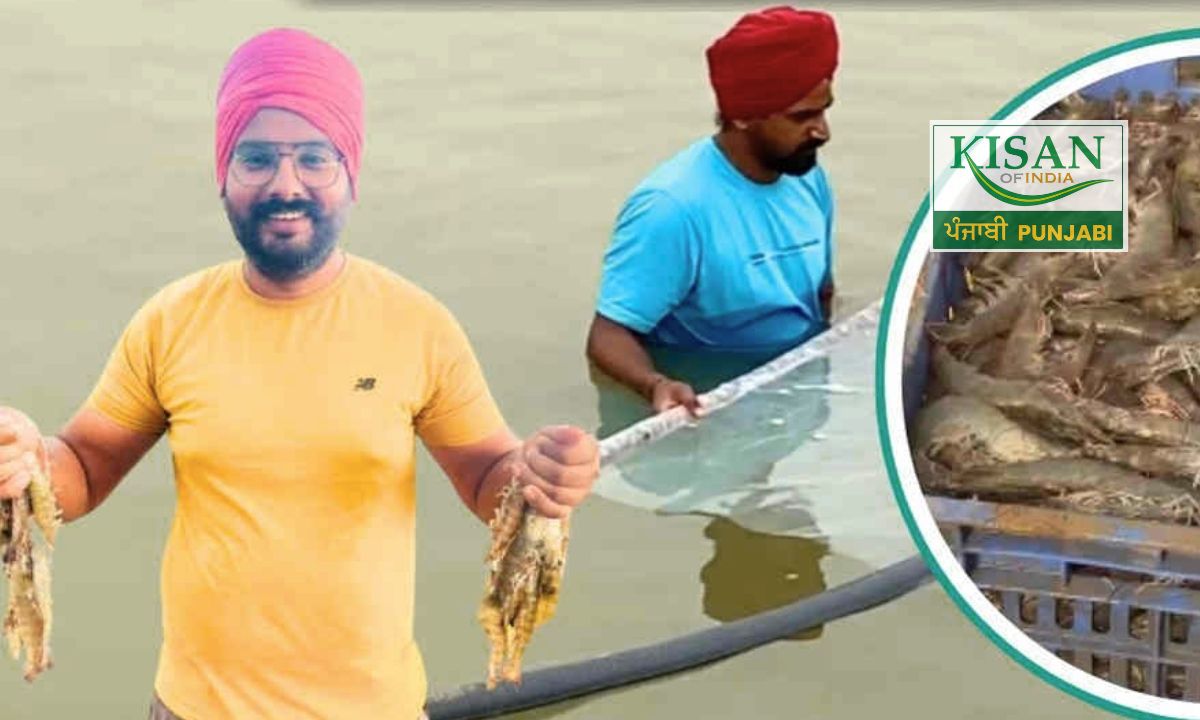 ਅਵਤਾਰ ਸਿੰਘ ਪੰਜਾਬ ‘ਚ ਝੀਂਗਾ ਪਾਲਣ ਦੀਆਂ ਉੱਨਤ ਤਕਨੀਕਾਂ ਕਿਵੇਂ ਅਪਣਾ ਰਿਹਾ ਹੈ? ਕਿਹੜੀਆਂ ਗੱਲਾਂ ‘ਤੇ ਵਿਚਾਰ ਕਰਨਾ ਚਾਹੀਦਾ ਹੈ?