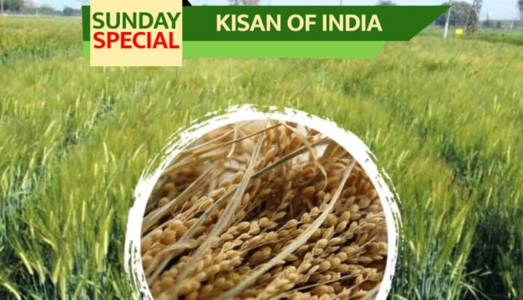 ਜੌ ਦੀ ਖੇਤੀ ਵਿੱਚ ਇਹ ਤਰੀਕਾ ਅਪਣਾਓ ਅਤੇ ਦੇਖੋ ਕਿਸਾਨੀ ਆਮਦਨ ਕਿਵੇਂ ਵਧਦੀ ਹੈ — ਵਿਸ਼ੇਸ਼ਗਿਆਰਾਂ ਨੇ ਦੱਸਿਆ ਰਾਜ਼