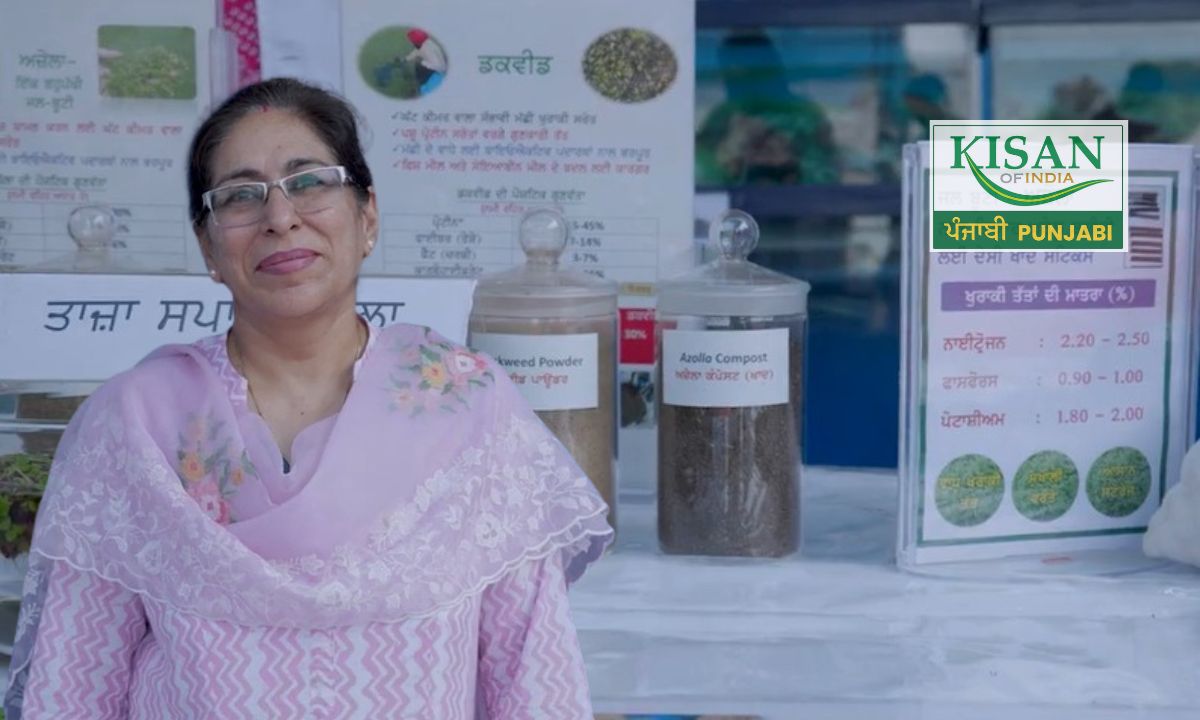 ਮੱਛੀ ਪਾਲਣ: ਘੱਟ ਖਰਚ, ਵੱਧ ਮੁਨਾਫ਼ਾ! ਘਰੇਲੂ ਫਾਰਮੂਲੇ ਨਾਲ ਤਿਆਰ ਕਰੋ ਵਧੀਆ ਮੱਛੀ ਦਾ ਆਹਾਰ