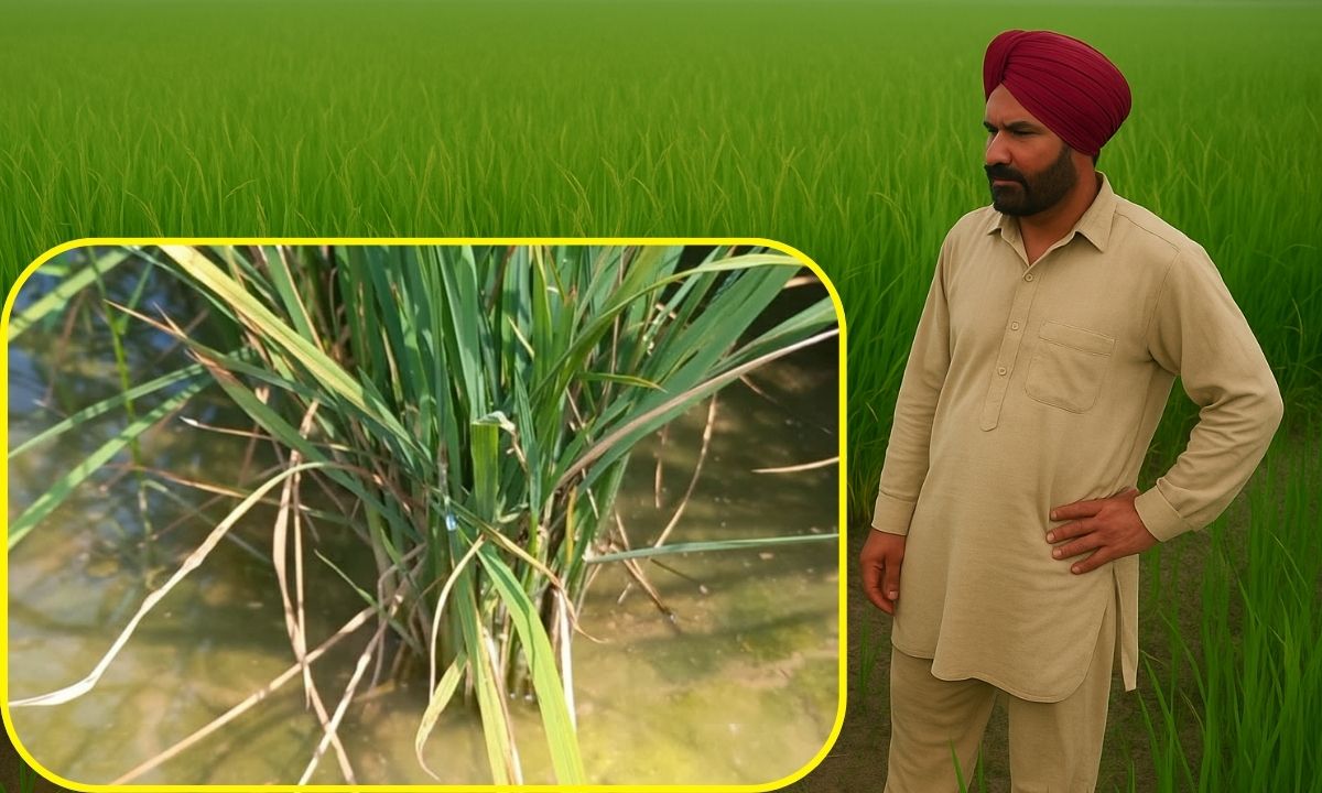 ਬੌਣੇ ਵਾਇਰਸ ਅਤੇ ਹਲਦੀ ਰੋਗ ਤੋਂ ਪ੍ਰਭਾਵਿਤ ਖੇਤਾਂ ਦਾ ਪਰਾਲੀ ਪ੍ਰਬੰਧਨ