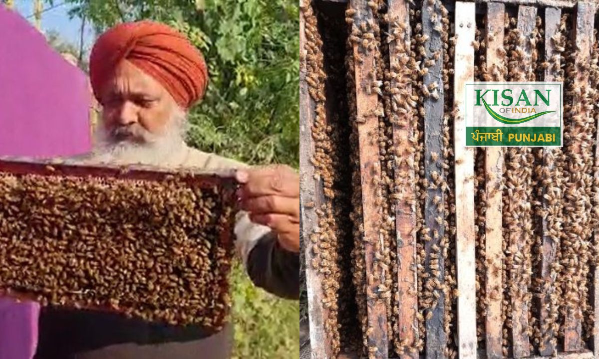 ਮਧੂ-ਮੱਖੀ ਪਾਲਣ ਬਣਿਆ ‘ਸੋਨੇ ਦੀ ਖਾਨ’: ਜਸਵੰਤ ਸਿੰਘ ਟਿਵਾਣਾ ਦਾ 2 ਕਰੋੜ ਦਾ ਕਾਰੋਬਾਰੀ ਸਫ਼ਰ