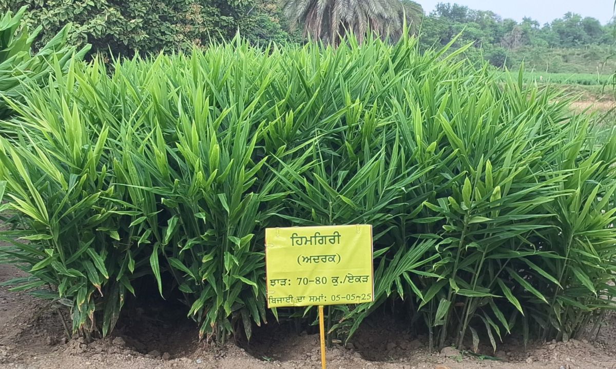 Punjab ਦੇ ਕਿਸਾਨਾਂ ਲਈ Ginger ਦਾ ਸਫ਼ਲ ਮਾਡਲ, PAU ਨੇ ਦੱਸੀ ਵਿਧੀ