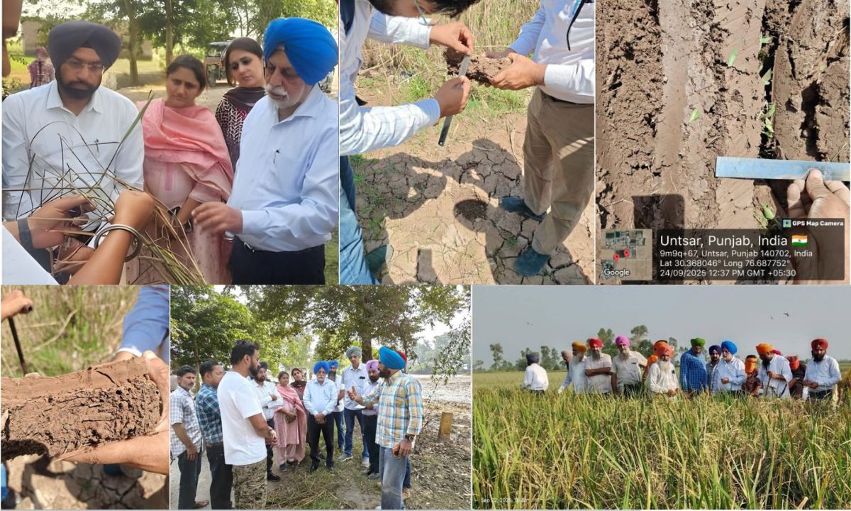 ਹੜ੍ਹਾਂ ਦਾ Punjab ਦੀ ਮਿੱਟੀ ਦੀ ਸਿਹਤ ‘ਤੇ ਅਸਰ, PAU ਨੇ ਕਿਸਾਨਾਂ ਲਈ  ਜਾਰੀ ਕੀਤੀ ਸਲਾਹ